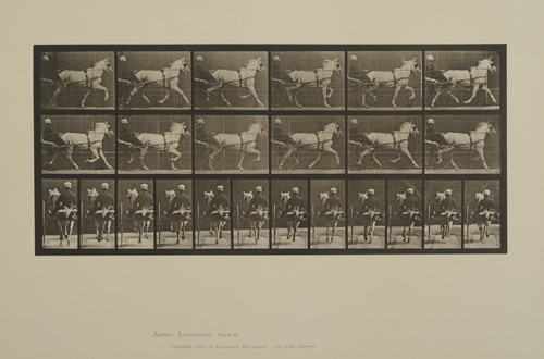 Eadweard Muybridge, Plate 611. Animals and movement, horses trotting; sulky; gray mare, "Katydid". From Volume 9, Horses of Animal Locomotion: an electrophotographic investigation of consecutive phases of Animal Locomotion, 1887. Gift of Mr. Jack Greenwald.