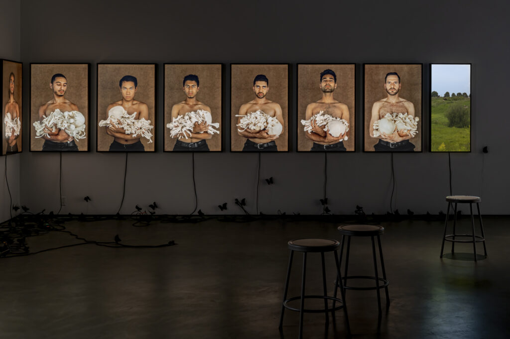 Installation view of Scapegoat - a seriesof light boxes are affixed to a wall with photographs of young men cradling a set of bones. In the forground are stools scattered throughout the exhibition space.